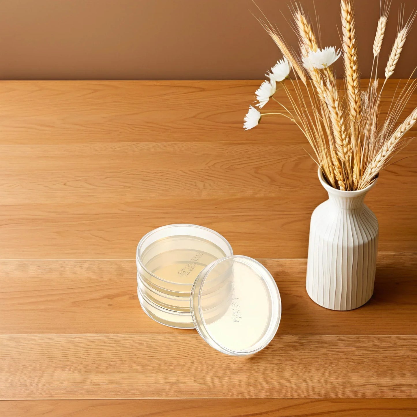 10 Pcs Nutrient Agar Plate Laboratory Experiment Supplies Sea Moss Gel Science Petri Plates Dishes with Mushroom Accessory for