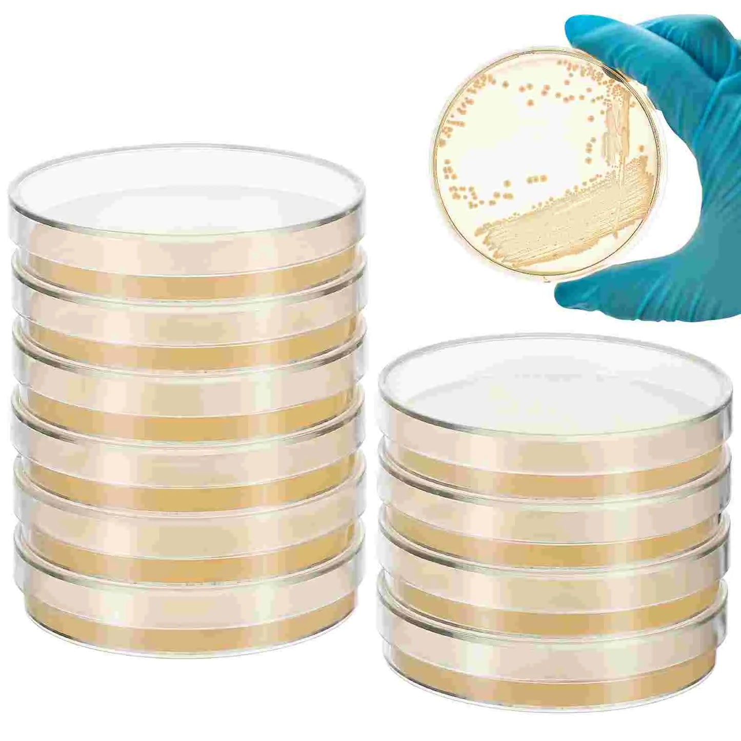 10 Pcs Nutrient Agar Plate Laboratory Experiment Supplies Sea Moss Gel Science Petri Plates Dishes with Mushroom Accessory for